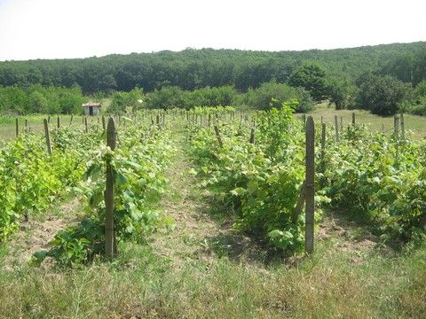 Wineyards for 1 euro-sq.m.!