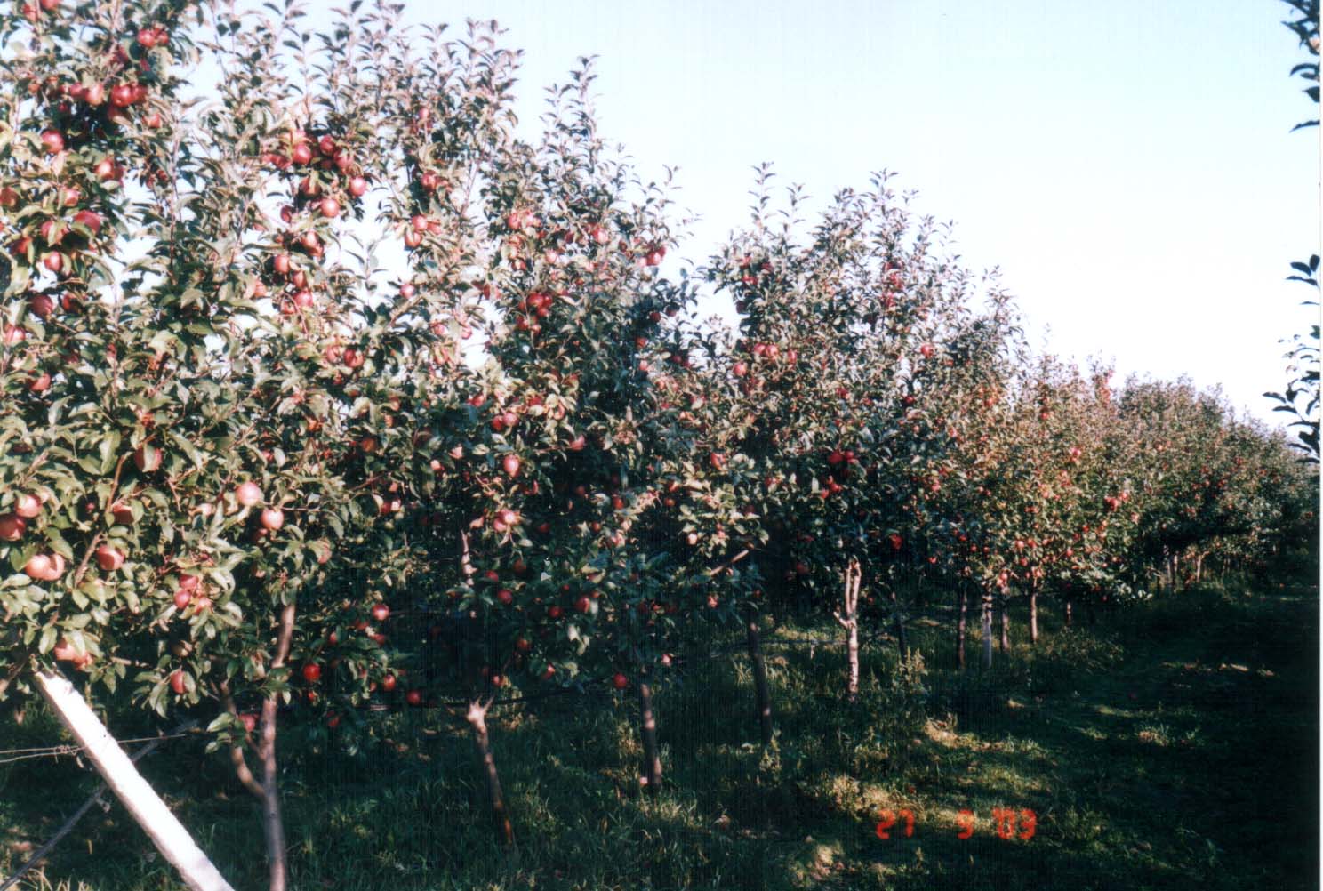 продава овощна градина с изградено плодохранилище, водна кула , капкова напоителна система -близо до  Добрич