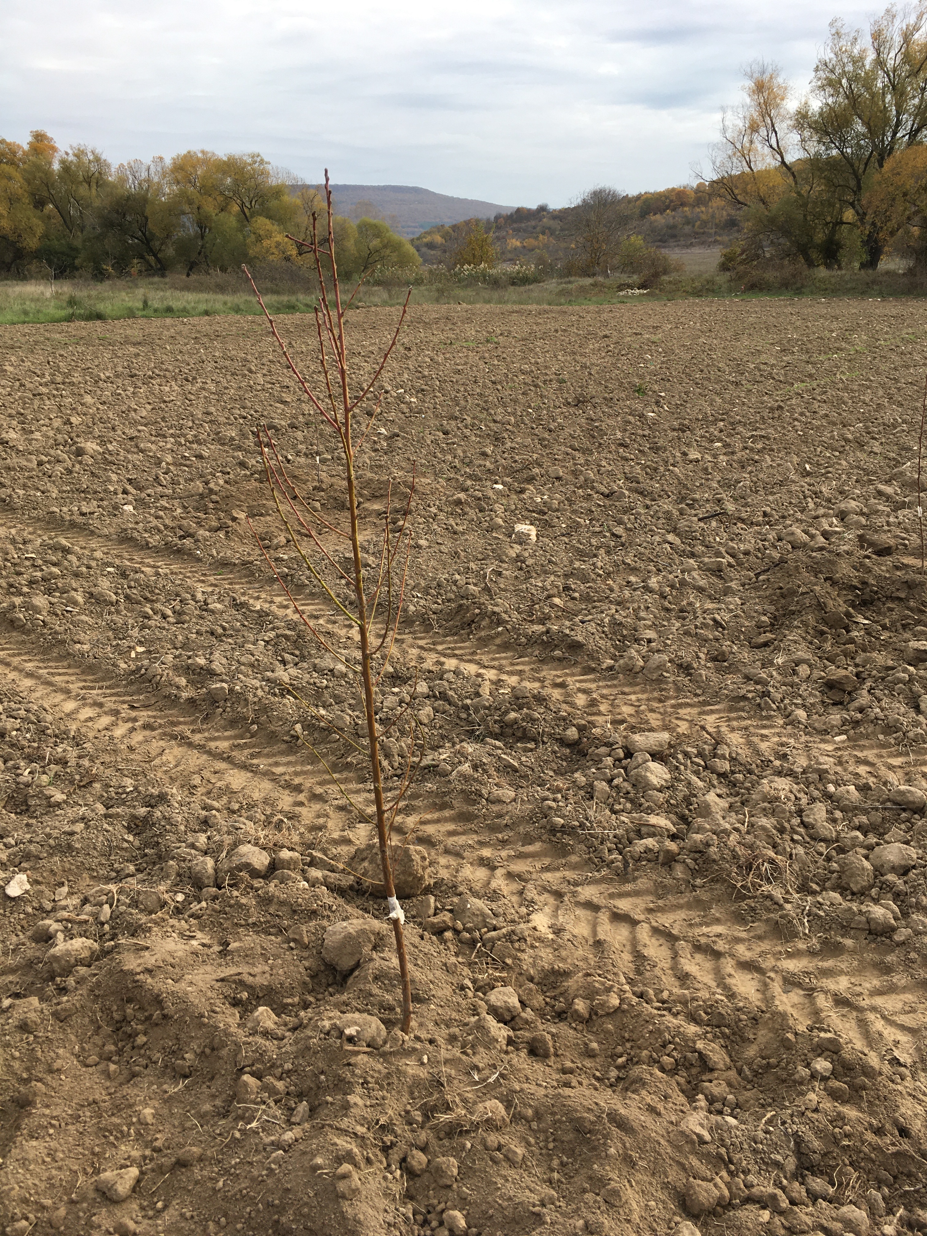 Продава Парцел в село Рогачево, обл. Балчик, местност Чалтика, област Добрич